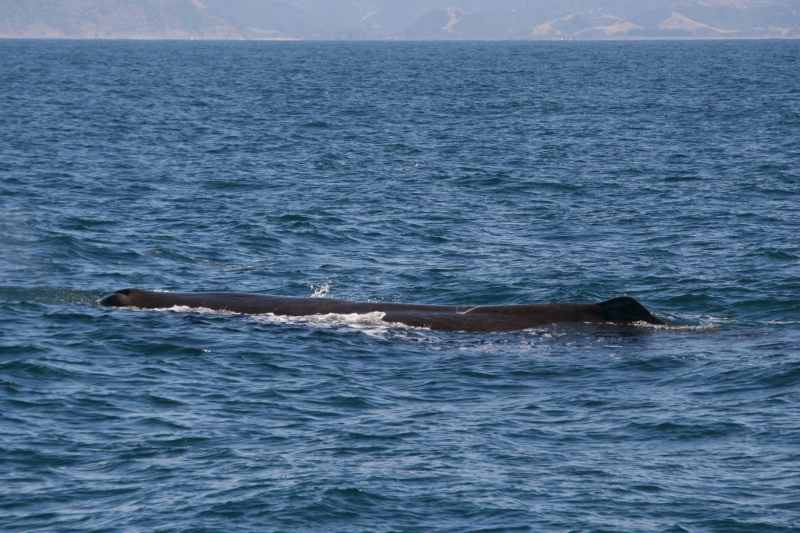 Nieuw-Zeeland 2011 - 1208